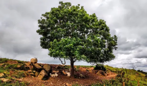 John Meldrum Large tree with sheep shielding below it, under a grey sky