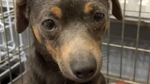 John Devine/BBC A close-up of a dark brown dog with soft ears folded down. It is sitting in a cage. 