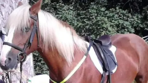 Liberty Starkie A photo of Jade the horse who died last week