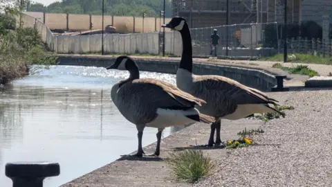 Two Canada Geese perch on the edge of a canal in Witchelstowe in Swindon in Wiltshire