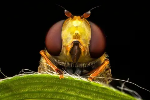 Jimmy Reid Hoverfly in an Edinburgh back garden