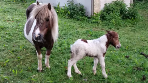Devon and Cornwall Police Nancy, a brown and white Shetland pony, with two-month-old Lucy in a field.