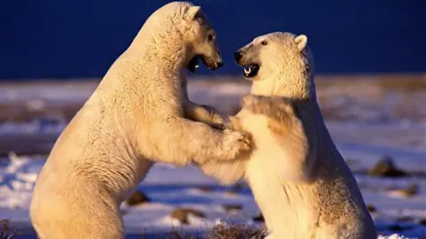 Doug Allan Two polar bears standing on their hind legs on snowy tundra, facing each other and touching forepaws, with a dark blue sky in the background.