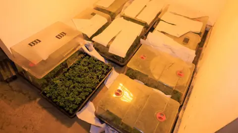 Greater Manchester Police large boxes of small cannabis plants, look ready to be planted or shipped.