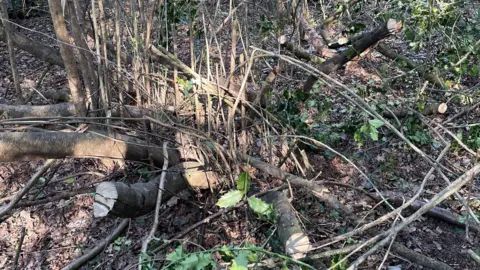 A number of tree stumps on the floor.