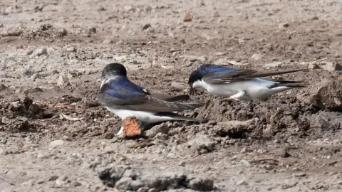 Pete Burrill/National Trust House martins in dry land at Clumber Park in Nottinghamshire