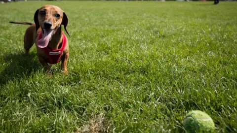 A brown sausage dog looks towards the camera which is behind its ball. The dog has its tongue hanging out and is wearing a red harness