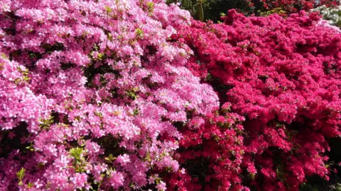 Beaky Pink flowers filling the photo with some green leaves intertwined.