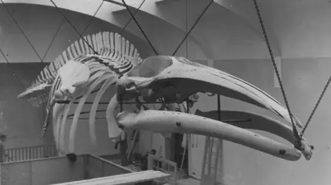 Black and white picture of the the skeleton of the sei whale hanging in the former natural history gallery in the Manx Museum.