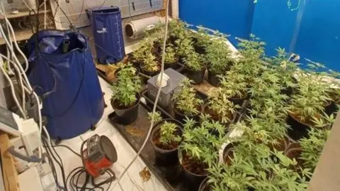 Cannabis plants growing in black pots are on the floor and there are electrical wires hanging down from the lights above.