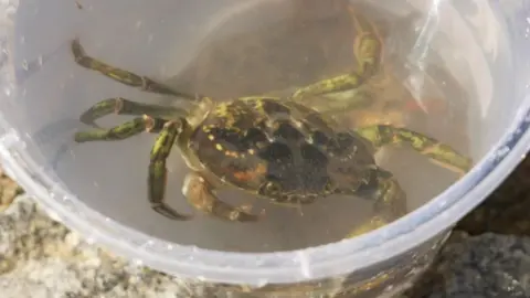 A mainly green crab is in a bucket full of water