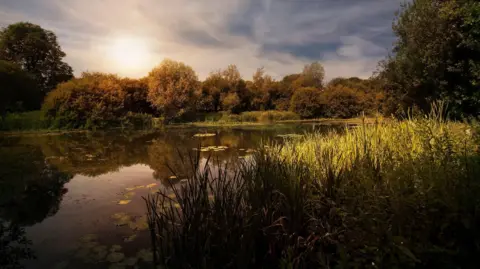 Getty Images A wide shot of Tisbury Lake in Wiltshire, showing the sun, water, reeds and trees