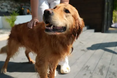 A dog that looks like a golden retriever breed