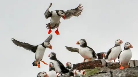 A group of puffins on a rock, two are in flight, one has a wing outstretched.