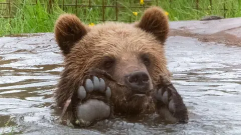 A bear cub immersed in water, holding its black paws just above the surface.