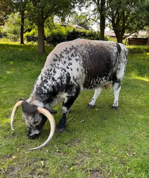 BBC Weather Watchers/ImageFluff A black and white Longhorn cow bends down to eat grass in a shaded pasture. A group of trees behind her disguise a cluster of buildings even further back. The cow is side on to the camera with a clear view of her face and long curved horns.