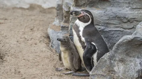An adult Humboldt penguin with black and white markings stands beside a rock while a baby Humboldt penguin, brown in colour and much smaller, stands next to it.