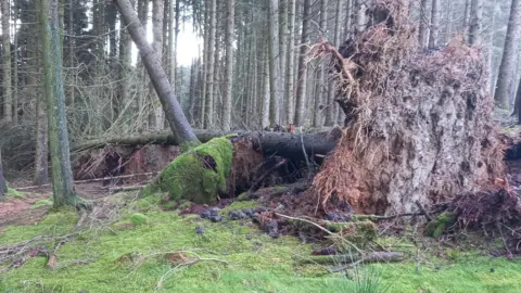 DEFA A large uprooted tree lying on it's side across other trees in a moss covered area.