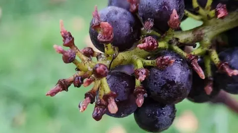 A bunch of grapes that has had most of the grapes removed, just showing the bare stalk. Just a few purple grapes remain