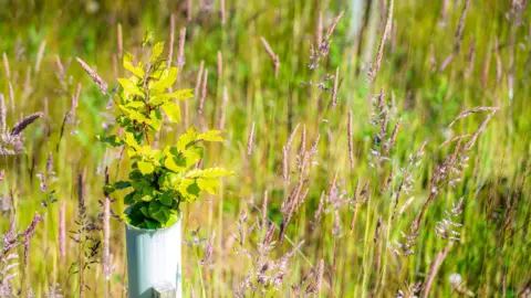 Getty Images A tree is planted in a field. 