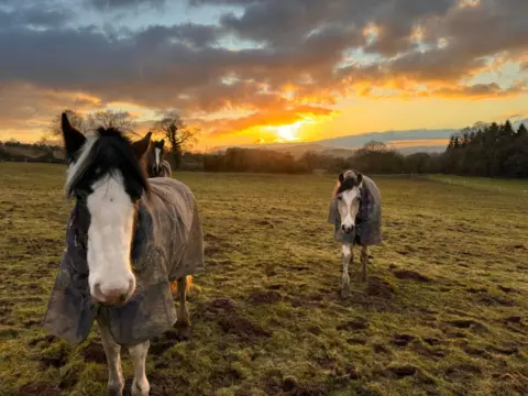 BBC Weather Watchers/KinletChris Three horses wearing rugs in a field, gently sloping off into the distance under a low sun, shining out from under grey clouds.