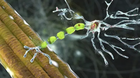 Getty Computer-generated illustration of a nerve cell connecting to muscle fibres, with bright green cells between them and a dark, out-of-focus background.