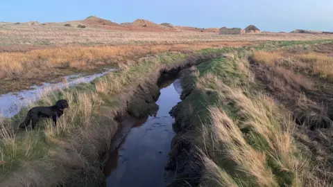 An area of dunes with an abandoned stone barn in the distance. A dyke is in the forefront of the picture with a black dog to one side. Channels of muddy water cut through the grassland.