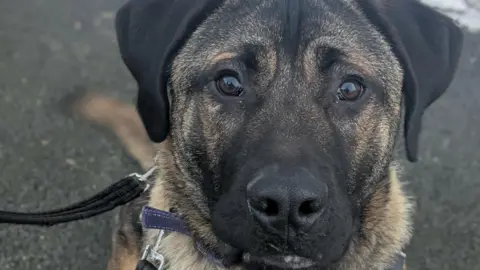 A dog with black and fawn fur looks at the camera.