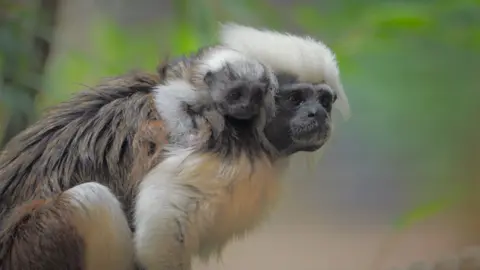 Image of the baby Tamarin monkey holding on to the back of its mother Tamarin monkey