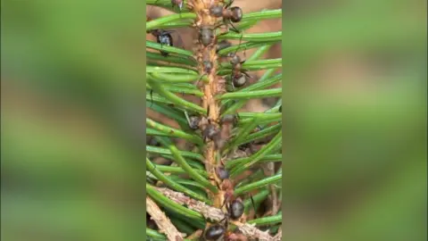 A close-up shot of ants climbing up a branch.