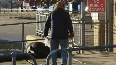 Fred Tiles A person approaching a grey seal.