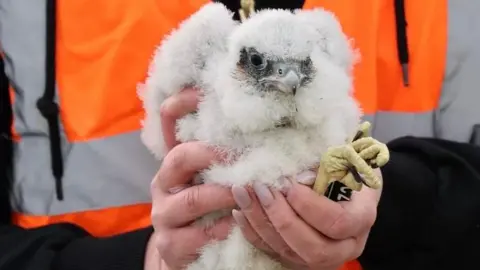 West Midlands Ringing Group A woman's hands hold a peregrine falcon chick. The chick is covered in downy, white feathers. It has large, round, black eyes and a grey beak. It has yellow claws with long black talons. 