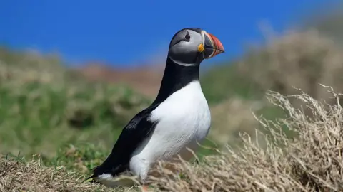 Getty Images A white bellied bird, with black feathers, is photographed side-on. It's beak is a red and navy pattern. Its face is dark grey, with black eyes. It stands on a green patch of grass with the blue sky beyond it.