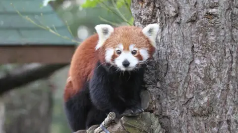 RZSS Ginger the adult red panda sits on a tree perch looking towards the camera. She has dark brown limbs and a red and white face.