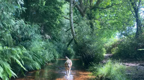 Rainbow Watcher A dog with a stick in its mouth walking through a stream.