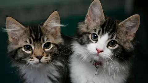 PA Media Two kittens staring at the camera