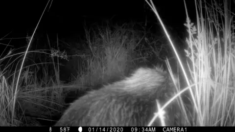 Wild Beaver Project / Cornwall Wildlife Trust Black and white camera trap photo of an adult beaver in reeds at night. A small beaver kit is just visible.