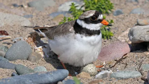 A very small bird, with a small spotted egg laid among some sand and rocks. 
