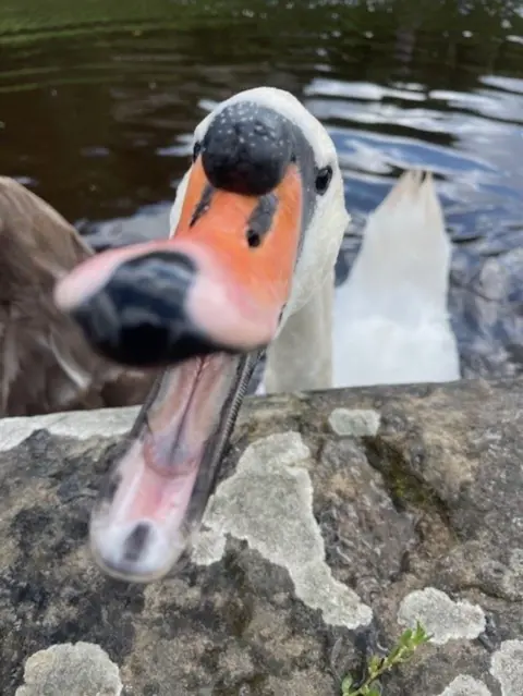 Kelly Rooney Swan with its beak wide open 
