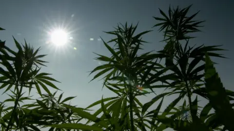 Hemp plants, seen from below, are silhouetted against a sunny sky. The dark green leaves are the same distinctive shape as a marijuana leaf.
