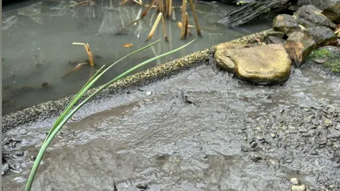 Tracey Parfitt The pond in the garden of Tracey and James Parfitt in Lamberhurst after the sewage issue escalated. The pond is miscoloured and the area beside is covered in a sludgy brown liquid. 