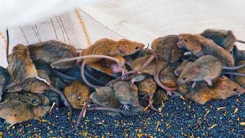 A pile of mice with rodents crawling over each other