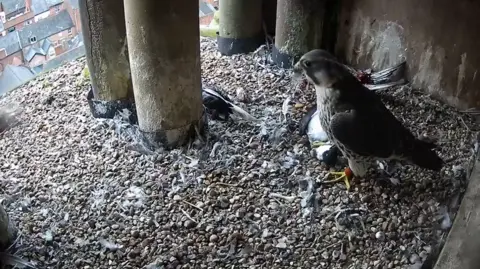 LROS A peregrine falcon in a nest with a black and white seabird in its right talon