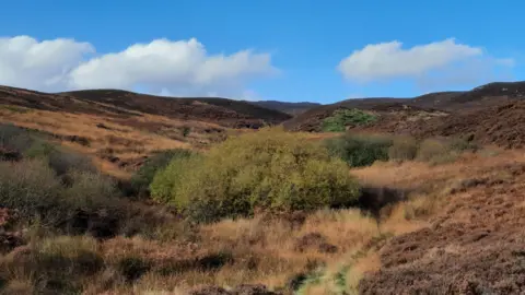 Duncan Hutt Hills covered with bracken and heather on a sunny day 