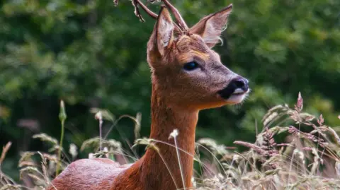 A young male roe deer (a buck) is stood proudly in a forest area