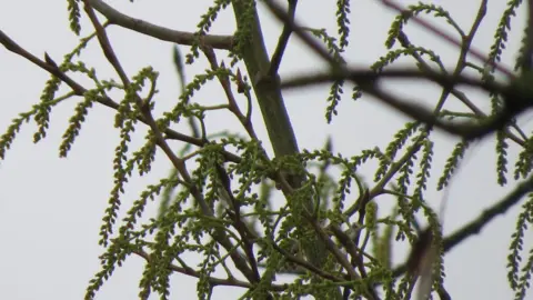 CRT Black poplar flowers. It's an overcast day.