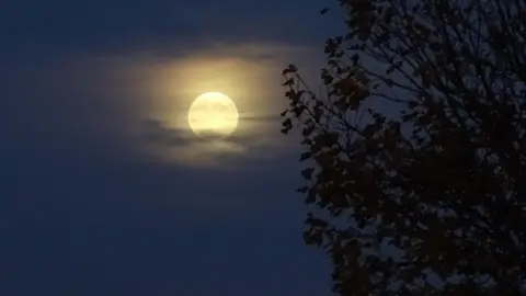 Anne Howard Webb/BBC Weather Watchers A photo of the full moon behind some light cloud and trees.