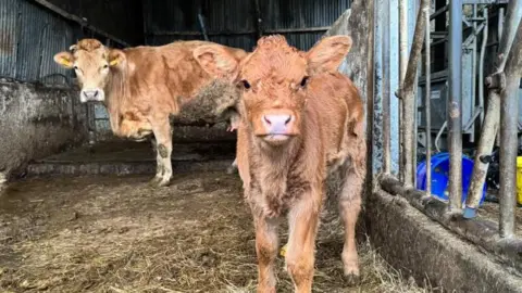 A calf that is ginger standing in front of its mother cow. 