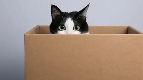 Getty Images A stock image of a very much alive black and white cat peering over the edge of a cardboard box