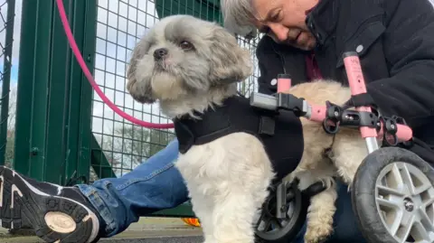 Broken Biscuits The image shows a man fixing a wheelchair onto a dog. The leash is pink as well as the bars on the wheelchair.